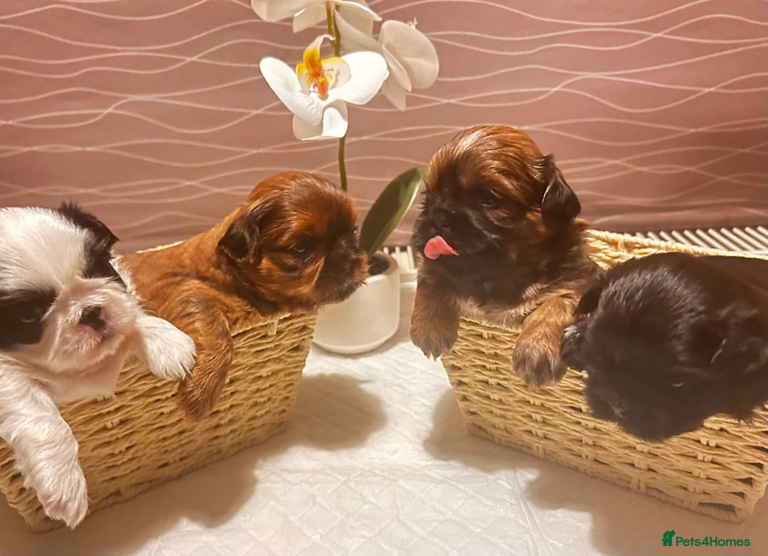 Shih Tzu dogs for sale: ♥️ Adorable Shih Tzu Puppies FoR sALe ♥️ - Image 3
