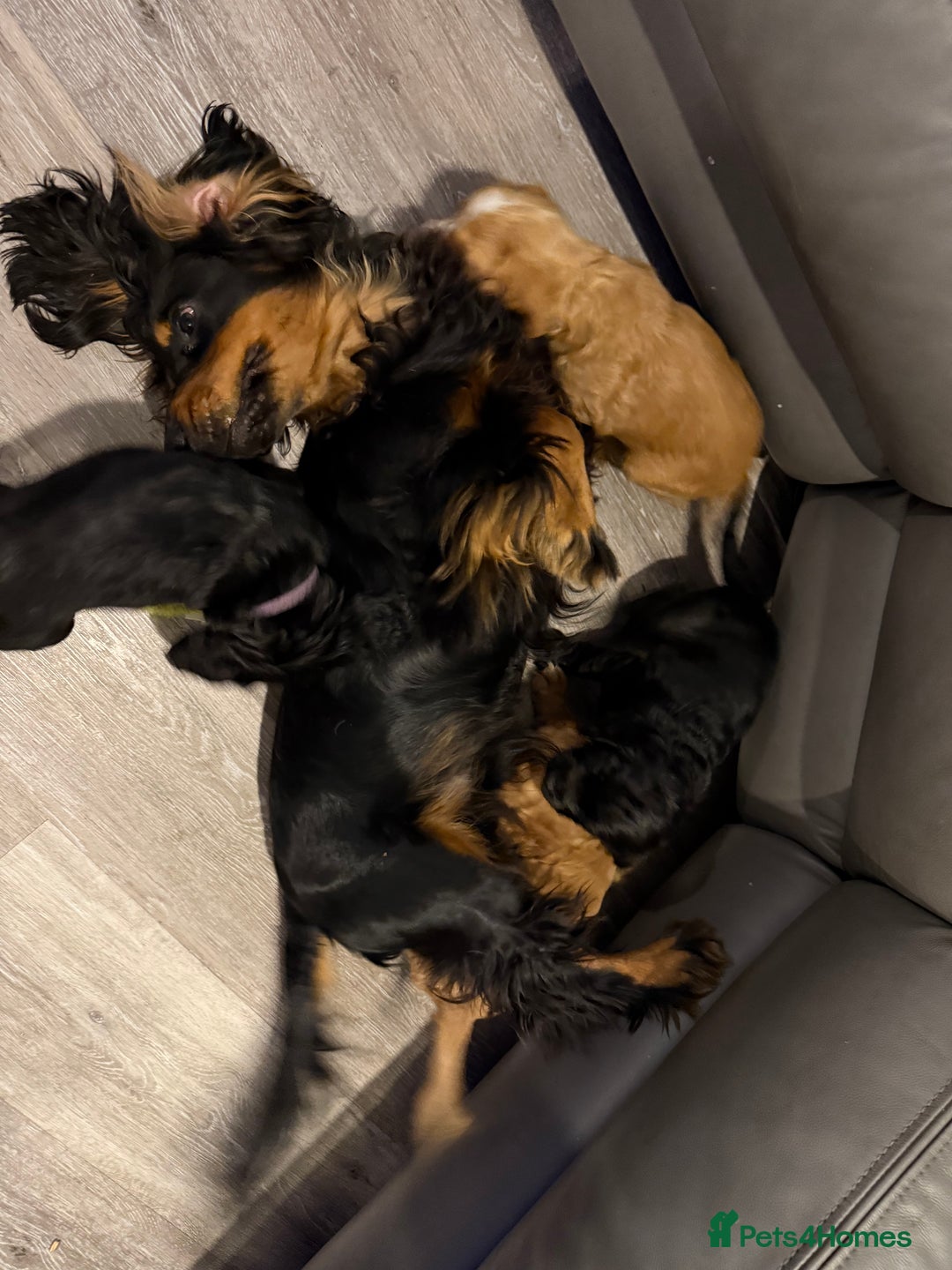 Cocker Spaniel dogs for sale: Puppies Cocker spaniel for sale - Advert 9