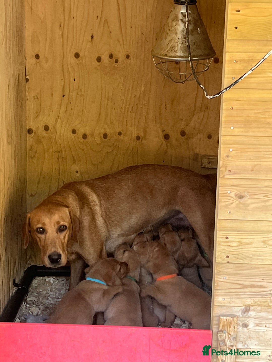 Labrador Retriever dogs for sale: Fox Red Labrador puppies  - Image 24