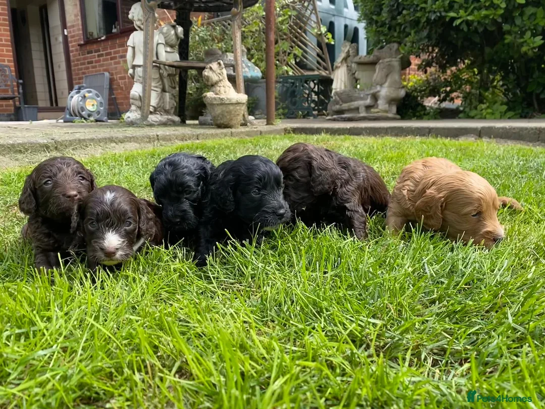 Miniature Poodle dogs for stud: Miniture Poodle for stud - SHORT NOTICE AVAILABLE in Coalville - Advert 33