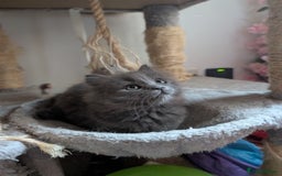 Mixed Breed cats for sale: Fluffy Blue British Shorthair Mix Female Kitten - Image 2