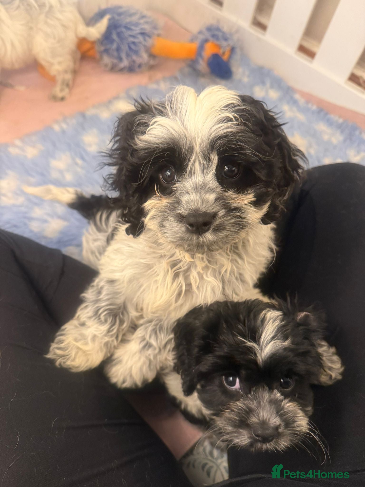 Cavapoo dogs Happy, Healthy, Unique - Cavapoos 🖤 - Advert 2