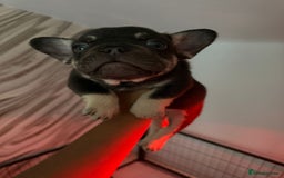 French Bulldog dogs for sale: Pedagree & KC registered French bulldog - Image 23