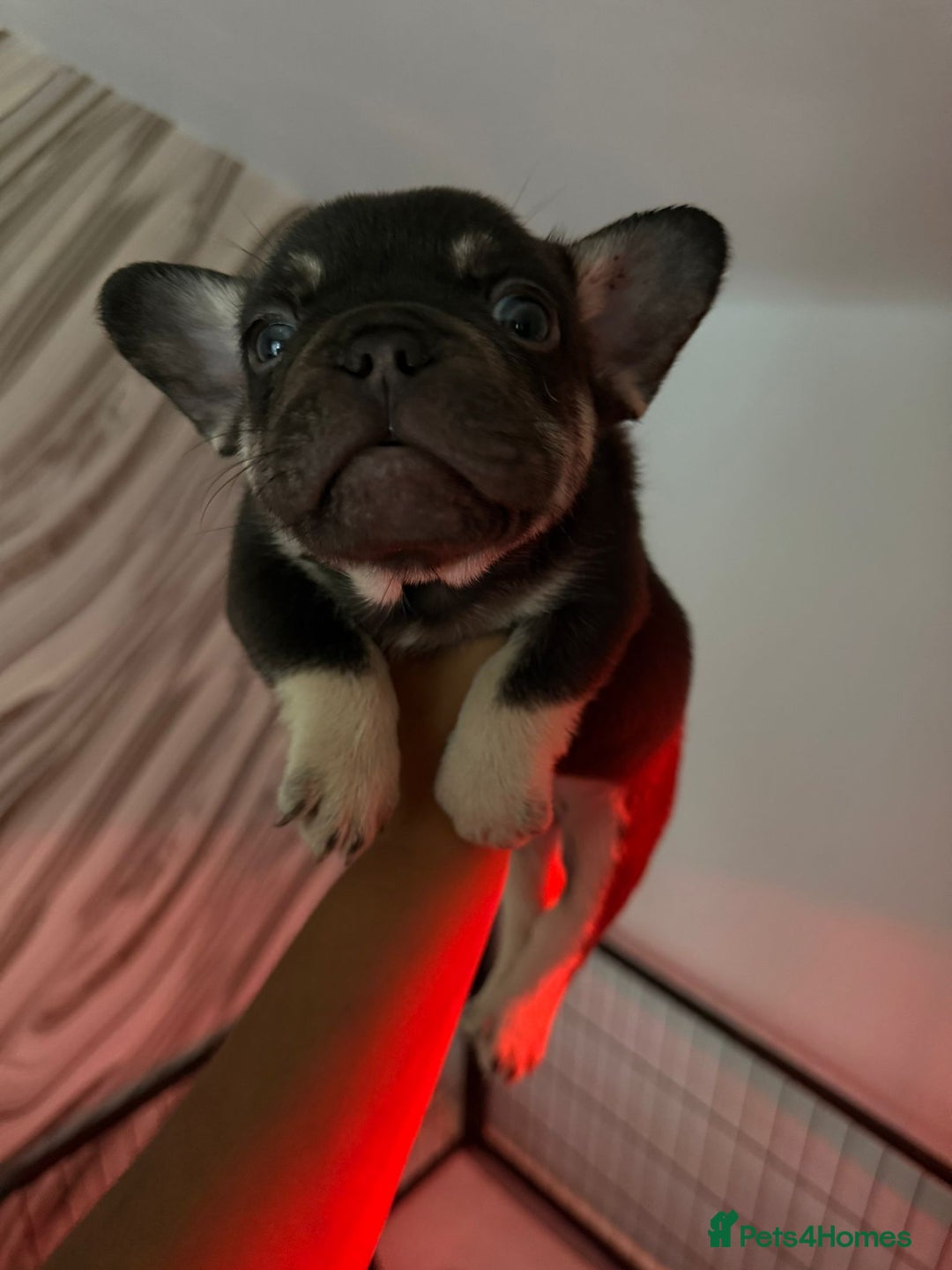 French Bulldog dogs for sale: Pedagree & KC registered French bulldog - Image 23