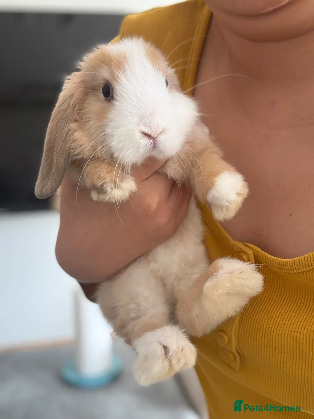 Mini Lop rabbits for sale: SOLD! Lovely Mini Lop - Advert 3