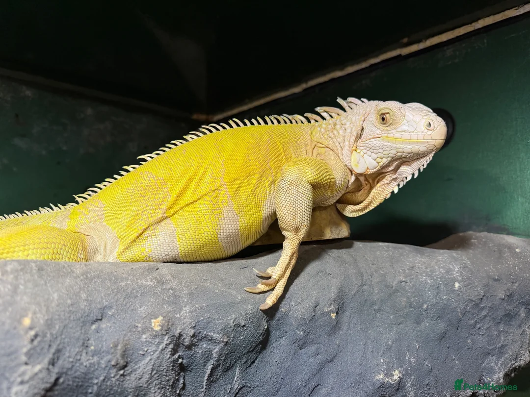 Iguana reptiles for sale: Albino Female Iguana – 5 Years Old & Friendly - Advert 2