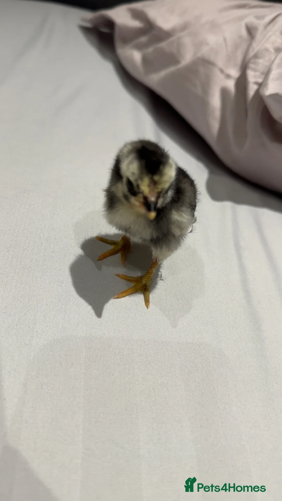 Chickens poultry for sale: Rare breed shamo asil for sale one left!!! - Advert 3