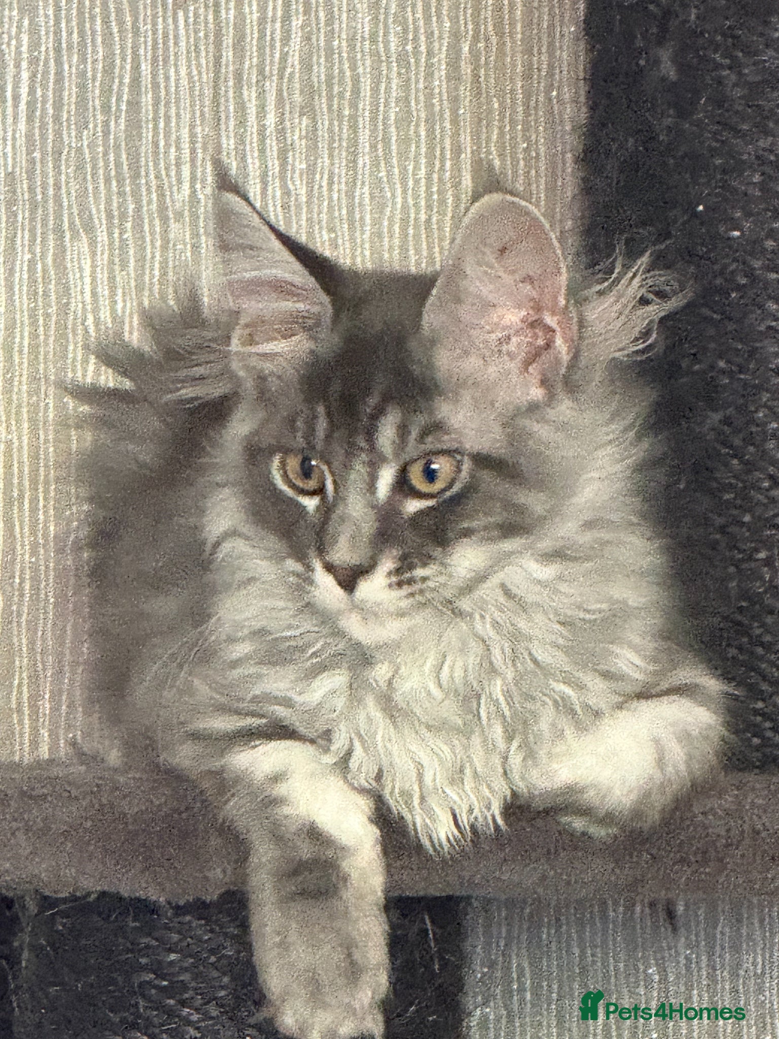 Maine Coon cats for sale: GCCF Registered Maine Coon Shaded Line Kittens - Advert 14