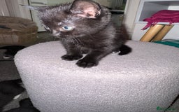 Mixed Breed cats for sale: 🐾 Beautiful Black & Tuxedo Kittens - Advert 5