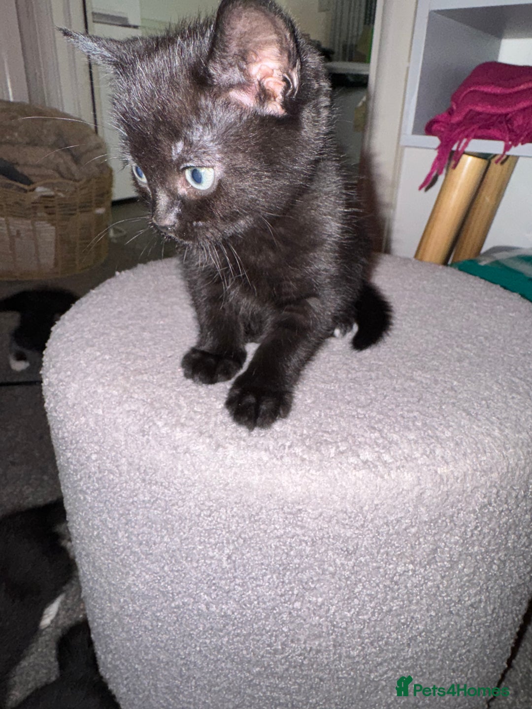 Mixed Breed cats for sale: 🐾 Beautiful Black & Tuxedo Kittens - Advert 5