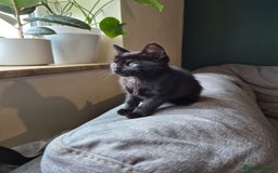 Domestic Shorthair cats for sale: One Black Boy, One tri colour girl.  - Image 5