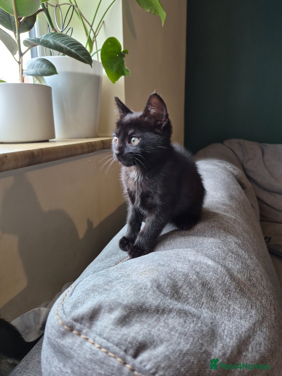 Domestic Shorthair cats for sale: One Black Boy, One tri colour girl.  - Image 5