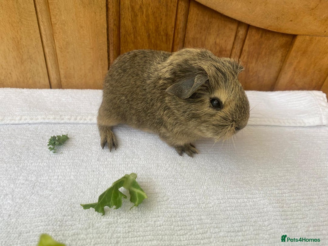 Guinea Pig rodents for sale: 4no Gorgeous baby Guinea pigs available  - Image 7