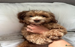 Cockapoo dogs for stud: Ralph red cockapoo miniature stud  - Advert 2