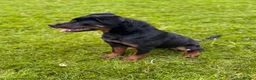 Rottweiler dogs for sale: Female Rottwieler - Roma  - Advert 7