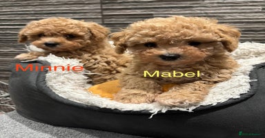 Poochon dogs 4 Poochons,  All Girls 💝Ready Now in Cheshire  - Advert 5