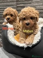 Poochon dogs 4 Poochons, All Girls 💝Ready Now in Cheshire - Advert 3