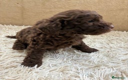 Sproodle dogs for sale: Lovely Sproodles (Springerpoos) - Image 11