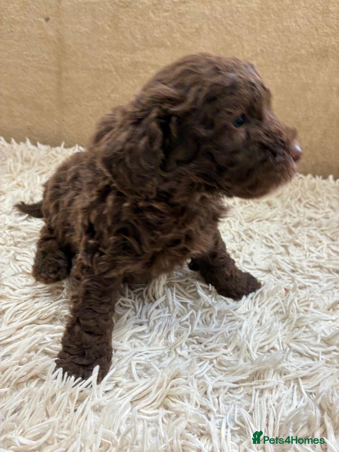 Sproodle dogs for sale: Lovely Sproodles (Springerpoos) - Image 11