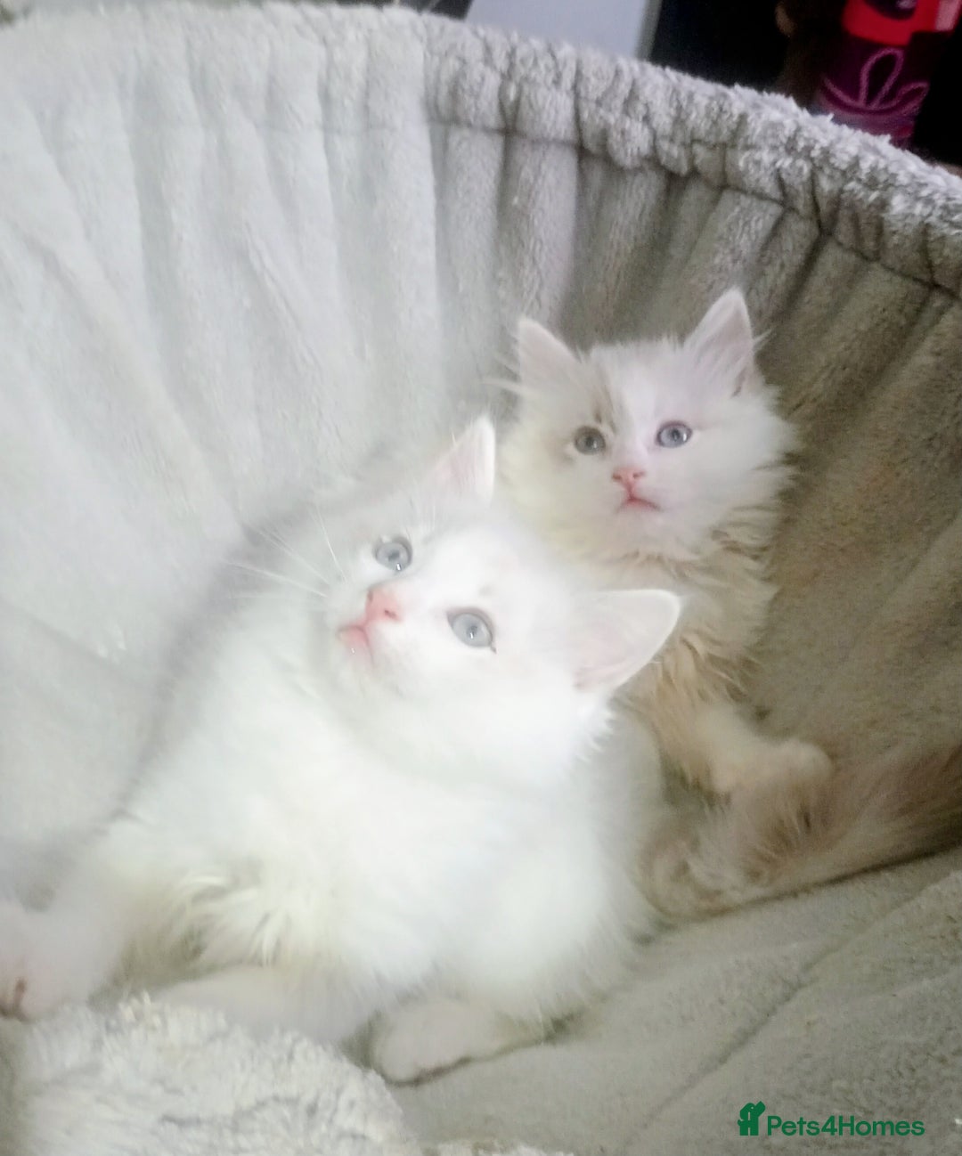 Ragdoll cats for sale: Beautiful full ragdoll kittens £695 - Advert 38