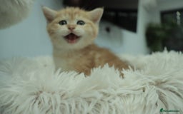 British Shorthair cats for sale: Stunning Champion Bloodlines kittens  - Advert 11