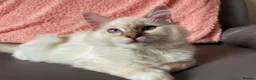 Ragdoll cats for sale: Registered Ragdoll Kittens - Advert 11