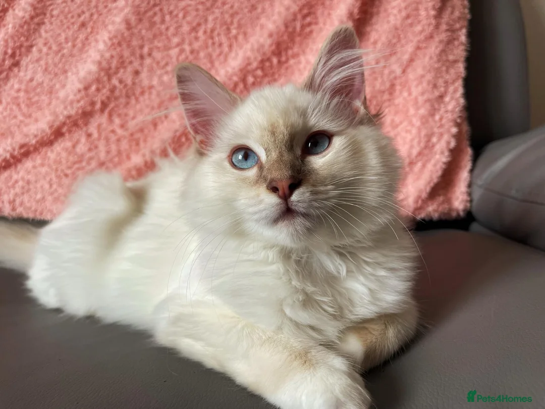 Ragdoll cats for sale: Registered Ragdoll Kittens - Advert 11