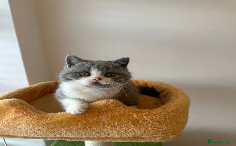 British Shorthair cats - Advert 5