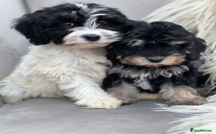 Cavapoo dogs - Advert 5