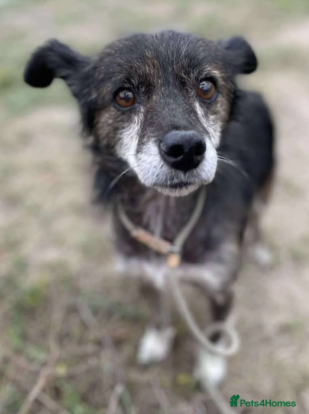 Mixed Breed dogs for adoption: Meet Gizmo, currently residing in Lancashire  - Advert 12