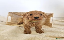 Cavapoo dogs for sale: Adorable F1b Cavapoo Puppies Ready from 20th Sept - Image 4