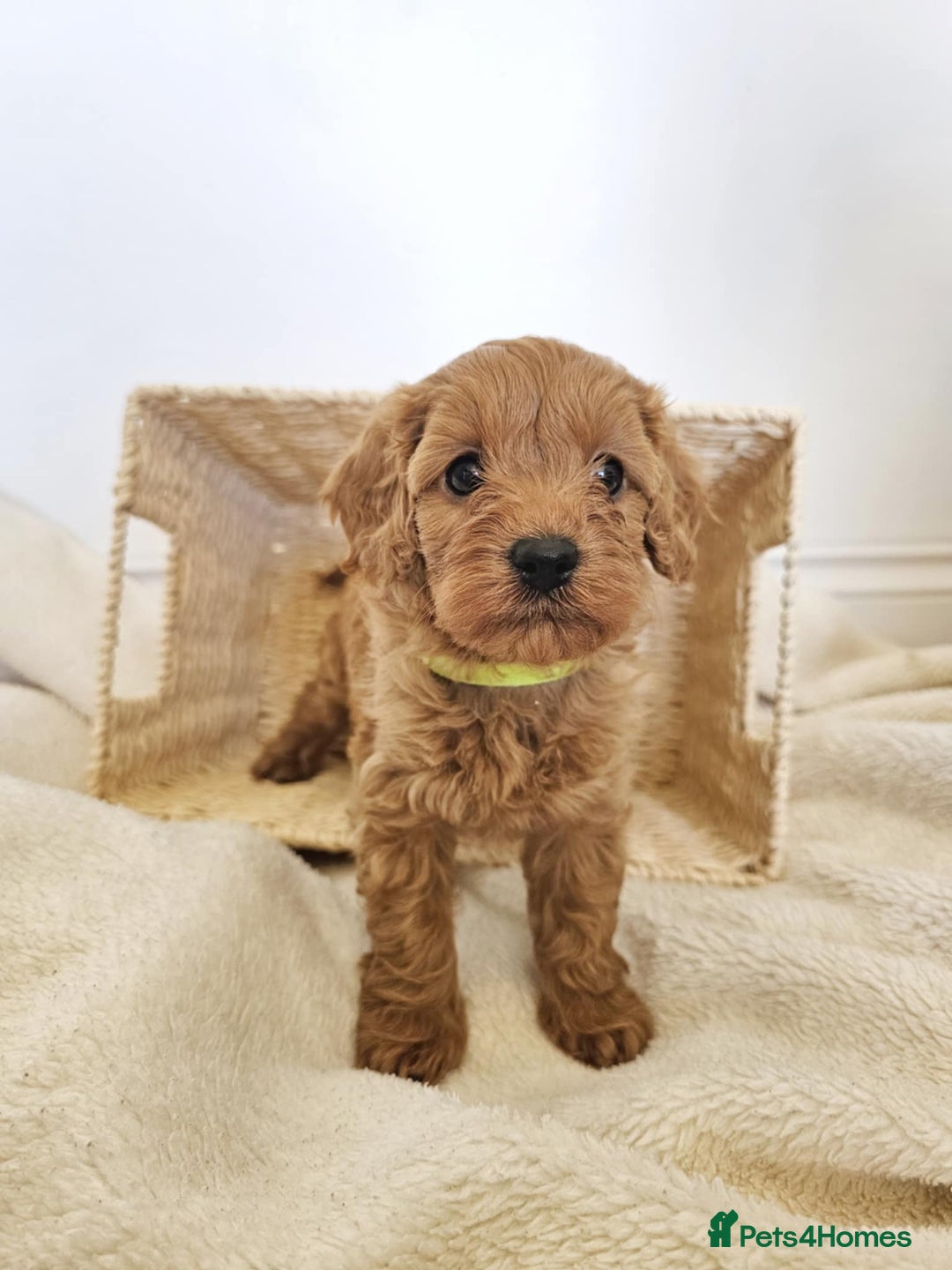 Cavapoo dogs for sale: Adorable F1b Cavapoo Puppies Ready from 20th Sept - Image 4