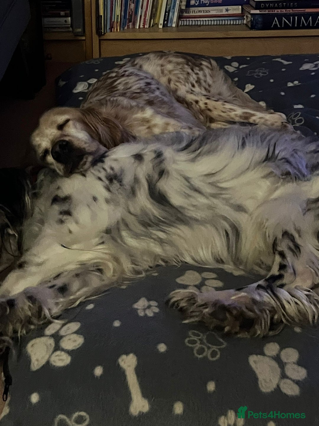 English Setter dogs for adoption: Hendy - Advert 10