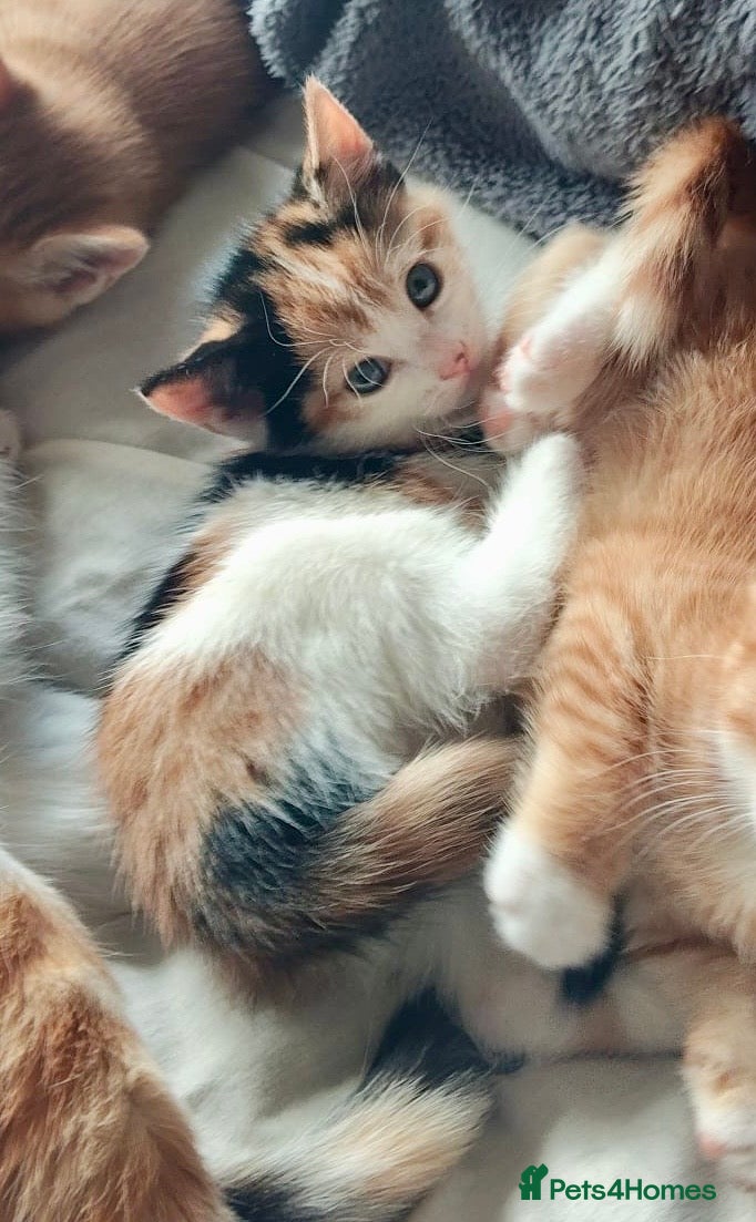 Mixed Breed cats Litter of 4 kittens  - Advert 2