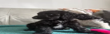 Cockapoo 2