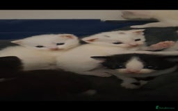 Asian cats for sale: Kittens  - Image 2