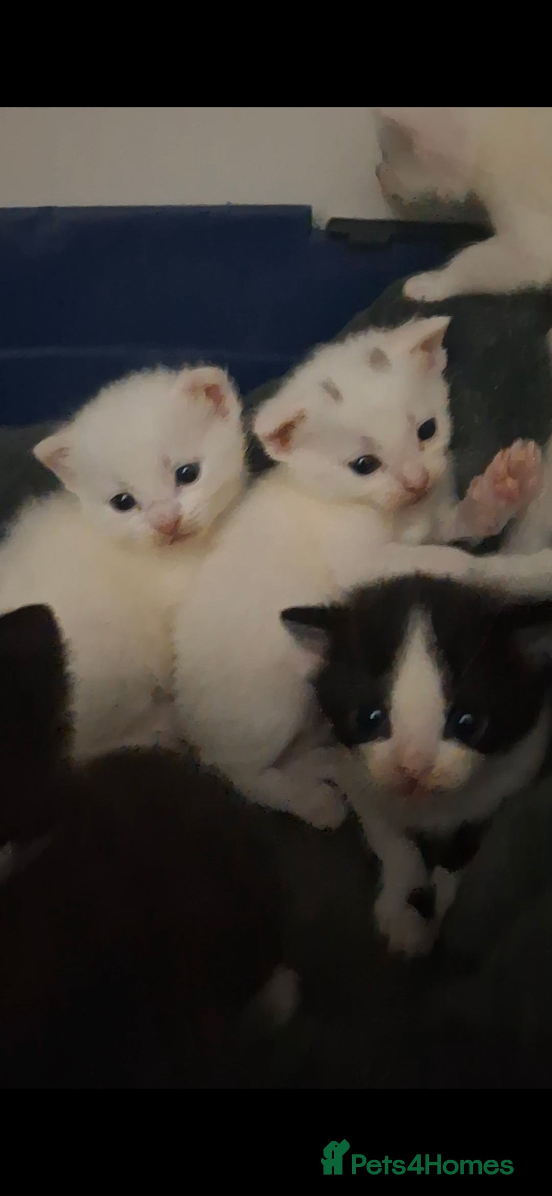 Asian cats for sale: Kittens  - Image 2