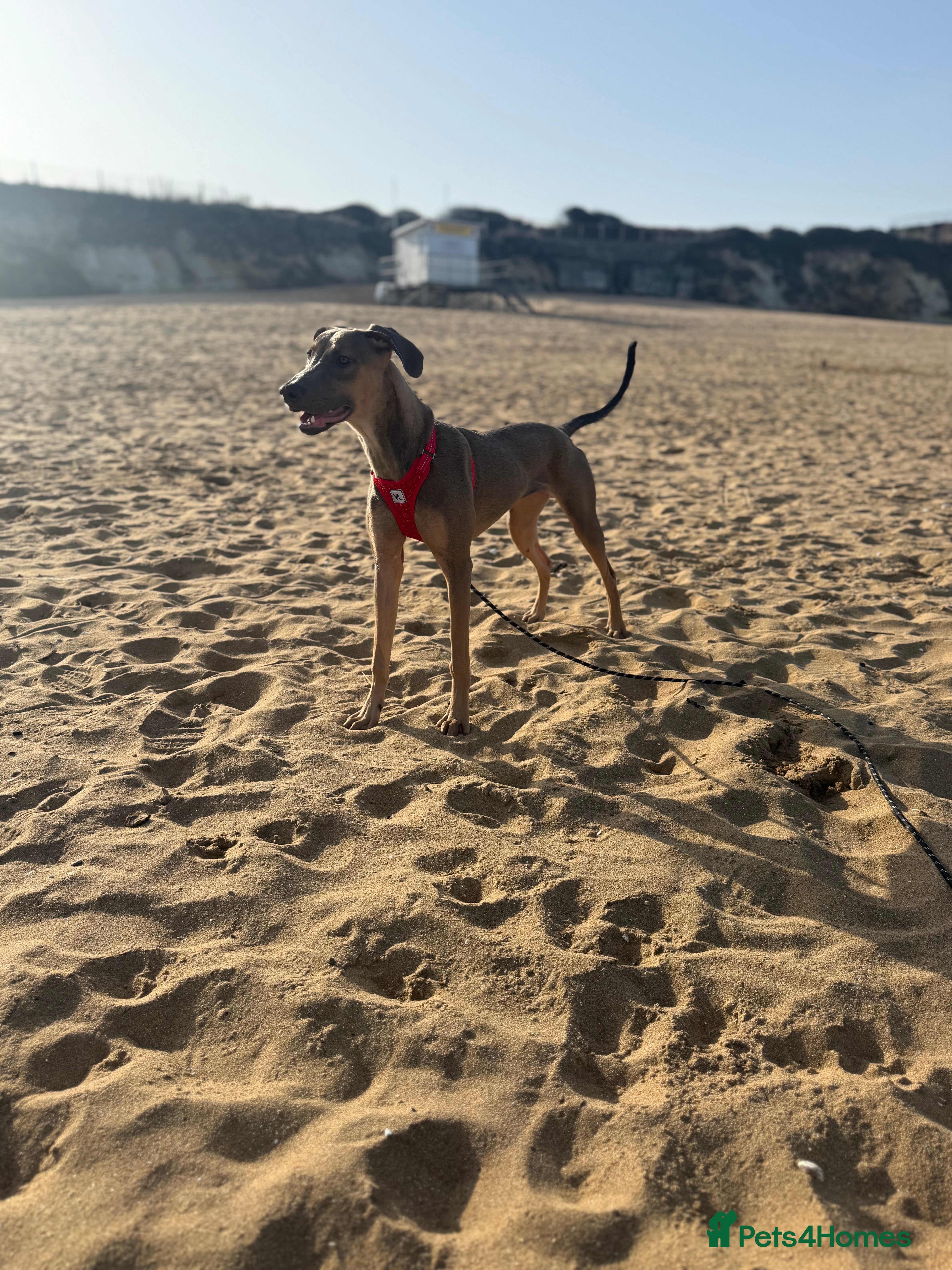 Mixed Breed dogs Greyhound/cane Corso - Advert 4