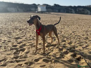 Mixed Breed dogs Greyhound/cane Corso - Advert 4