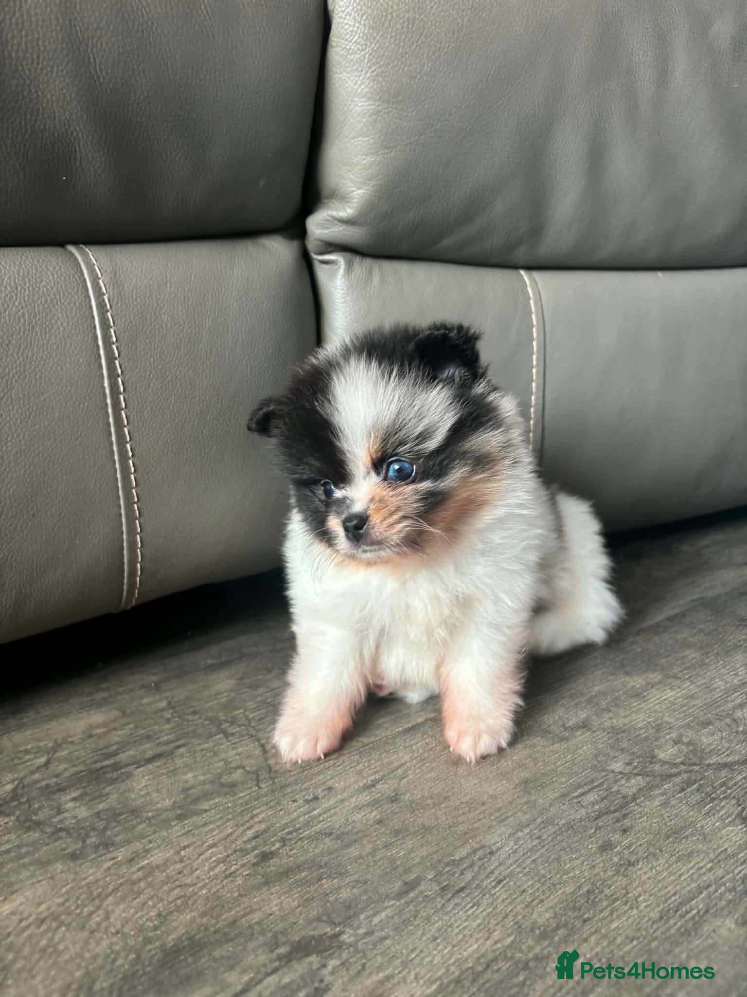 Pomeranian dogs Unique Parti tan Merle blue eye 💎🐼 - Advert 4
