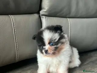 Pomeranian dogs Unique Parti tan Merle blue eye 💎🐼 - Advert 4