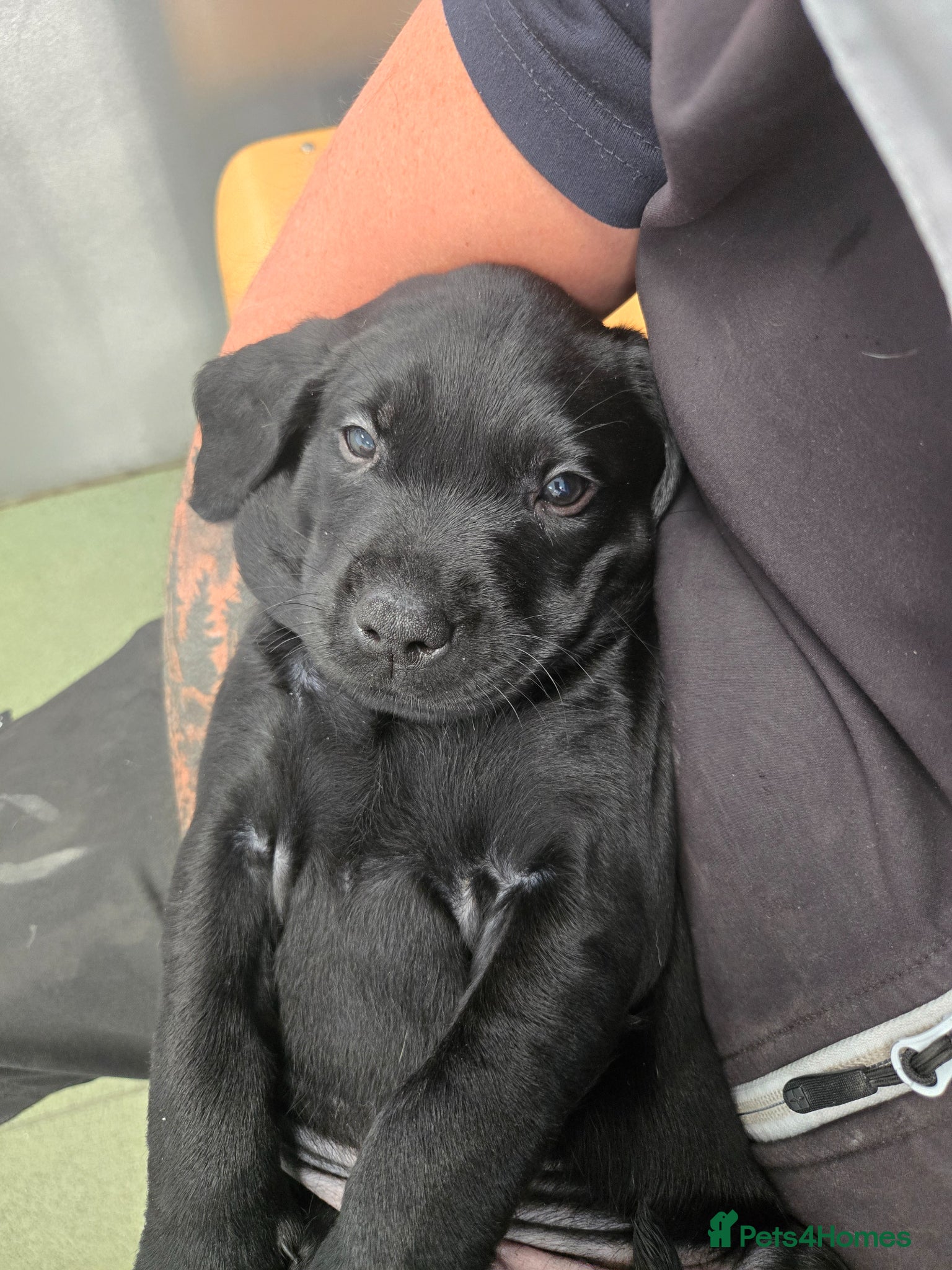 Labrador Retriever dogs Exceptionally well bred KC reg Working Labradors - Advert 4