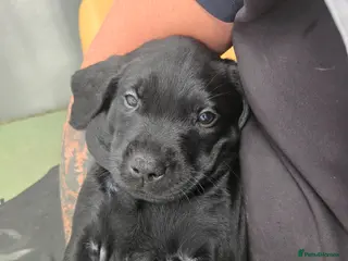 Labrador Retriever dogs Exceptionally well bred KC reg Working Labradors - Advert 2
