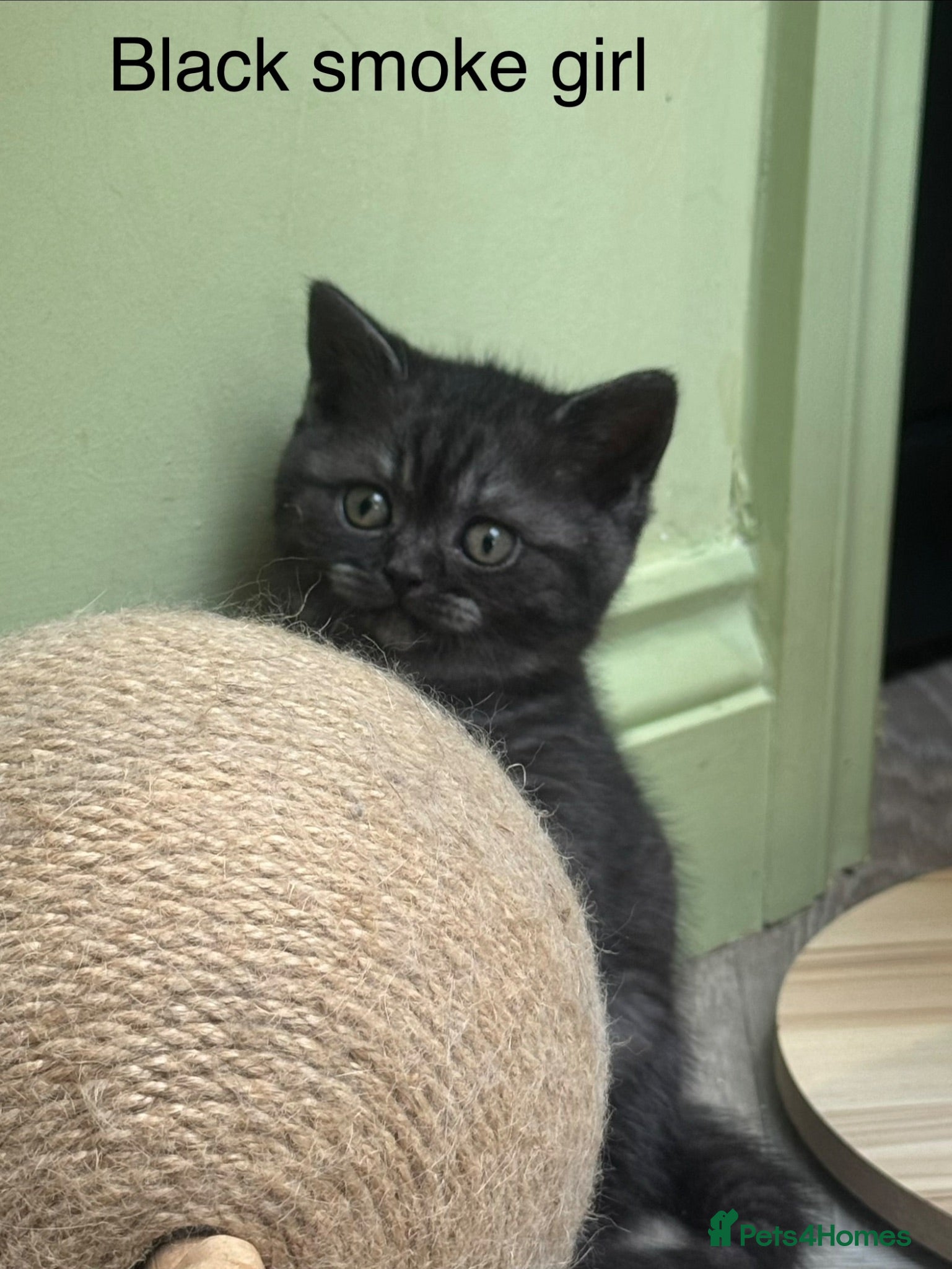Scottish Fold cats Scottish striaght kittens registered  - Advert 2