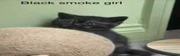 Scottish Fold cats for sale: Scottish straight kittens registered  - Advert 9