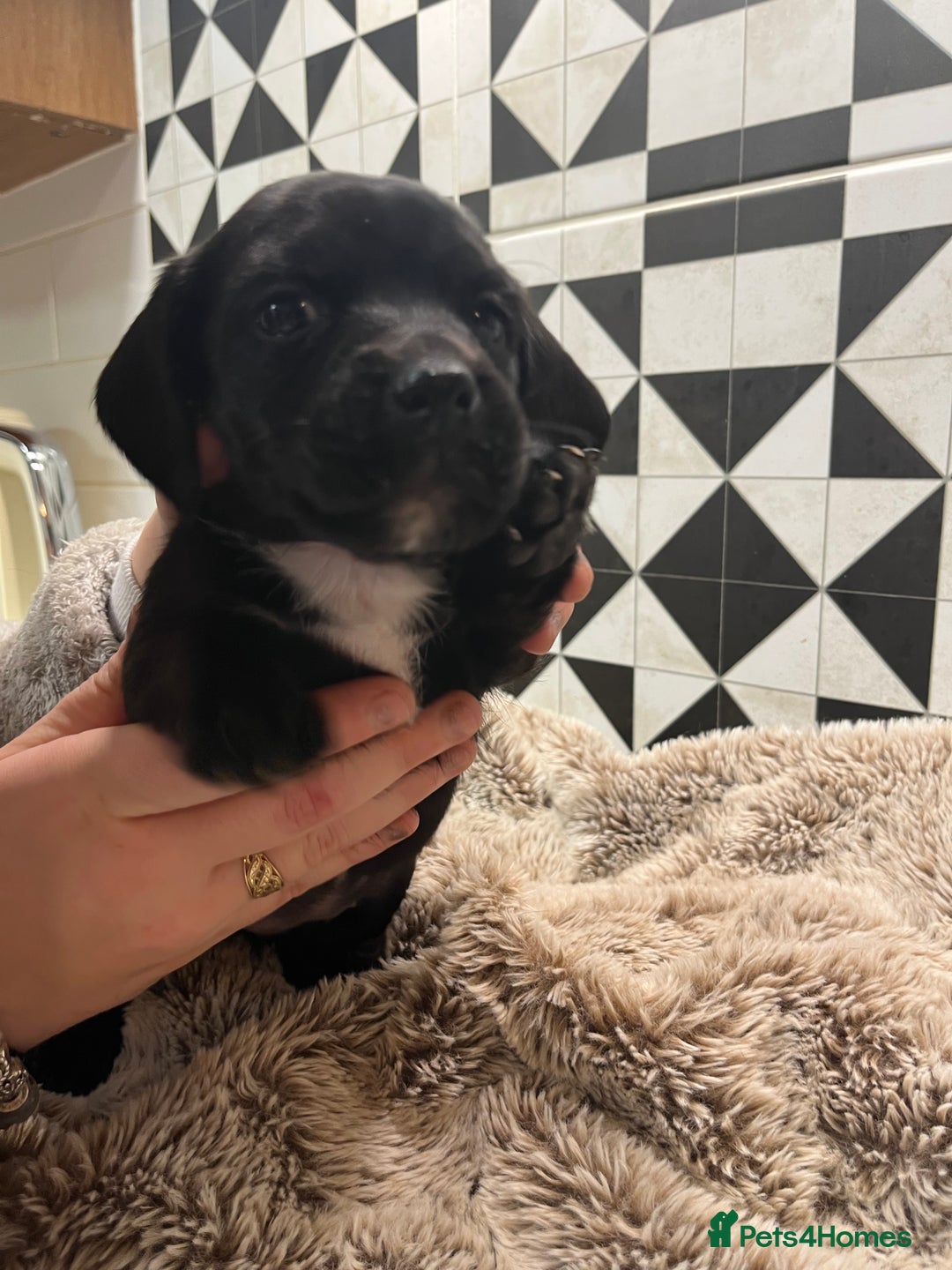 Mixed Breed dogs for sale: Cockerjacks - Advert 2