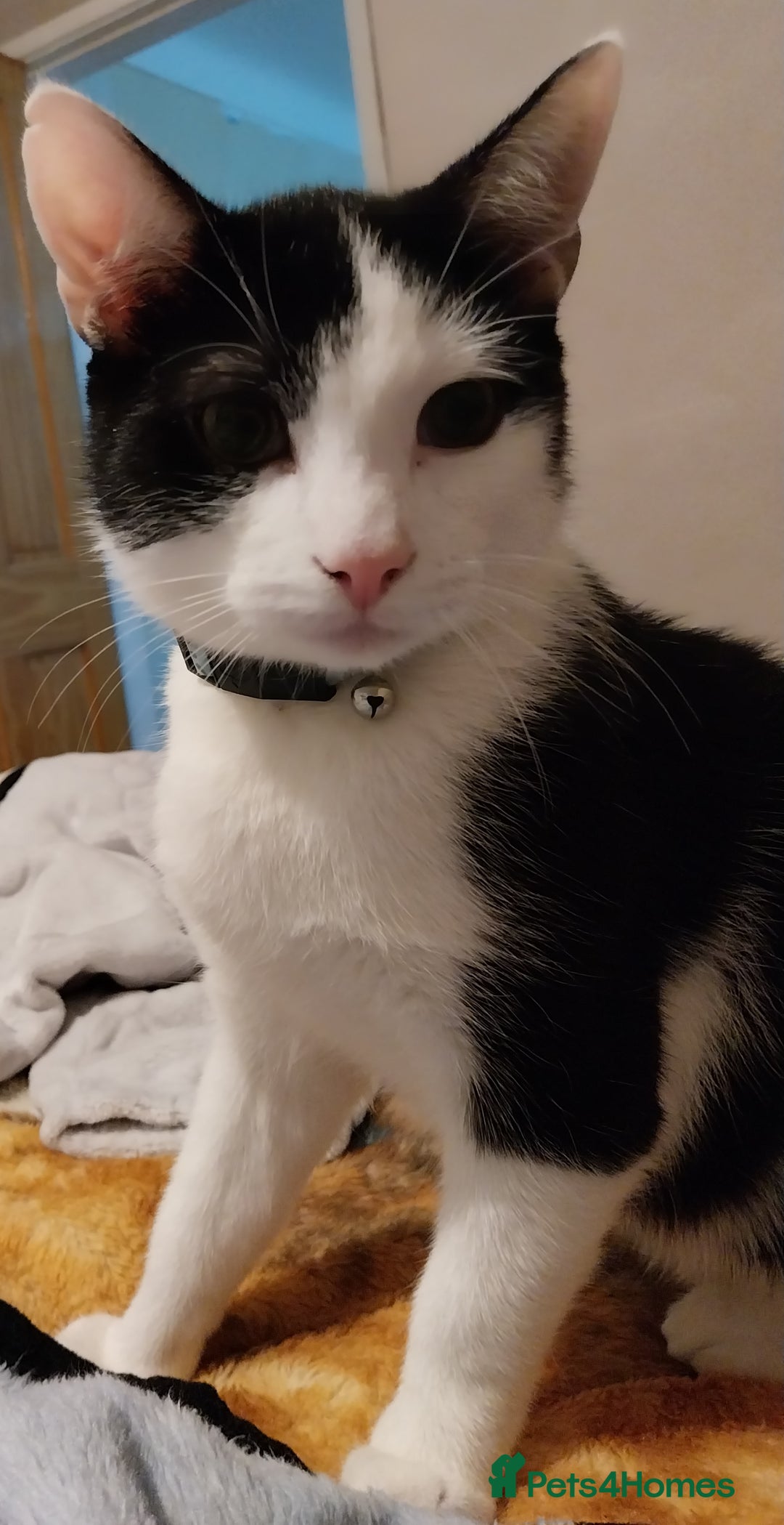 Mixed Breed cats for sale: Male tuxedo cat named Luca  - Advert 3