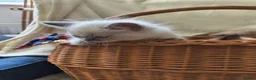 Ragdoll cats for sale: Perdolls  - Advert 32