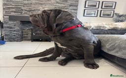 Neapolitan Mastiff dogs for sale: Neapolitan mastiff puppies due 27th September - Image 14