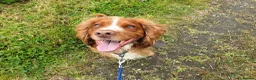 Cocker Spaniel dogs for stud: Bright Cocker for Stud  in Shotts - Advert 7